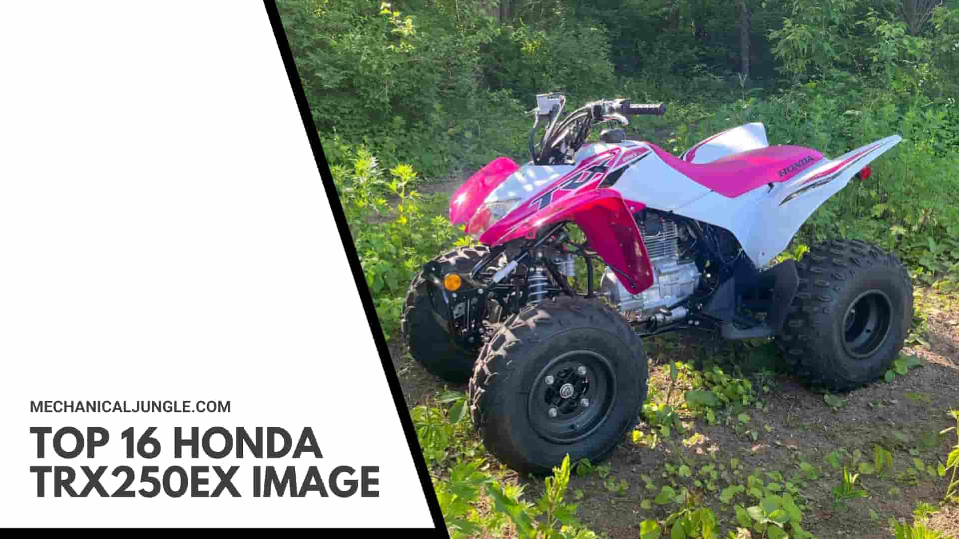 Top 16 Honda TRX250EX Image